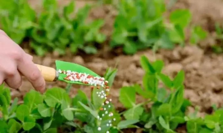 Governo prorroga diferimento do ICMS para fertilizantes em Mato Grosso