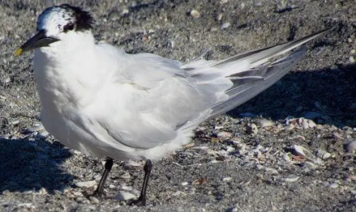Gripe aviária: Fávaro declara emergência zoossanitária após 8 casos confirmados