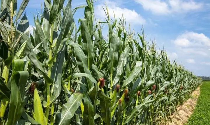 Guerra na Ucrânia: por que o conflito afeta o agronegócio brasileiro?