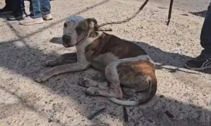 Homem é preso suspeito de deixar cachorro amarrado no sol, sem água e comida em MT