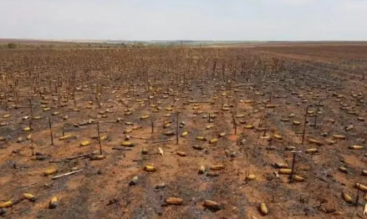 Incêndios em áreas de palhada de milho preocupam agricultores de Mato Grosso