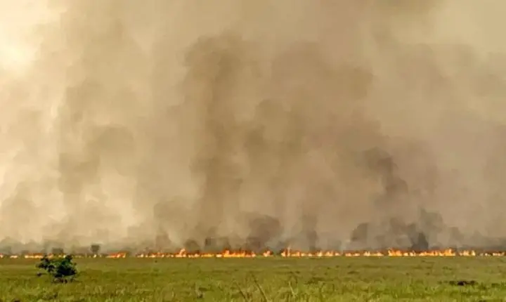 Incêndios no Pantanal devastam 258 mil hectares em duas semanas, diz levantamento
