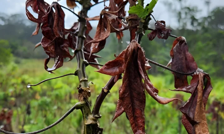 Indea capacita técnicos para impedir entrada em MT de fungo que afeta plantações de mandioca