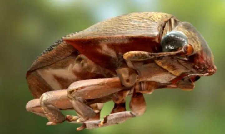 Indea confirma caso de besouro que ataca colmeias em MT e emite nota técnica para produtores