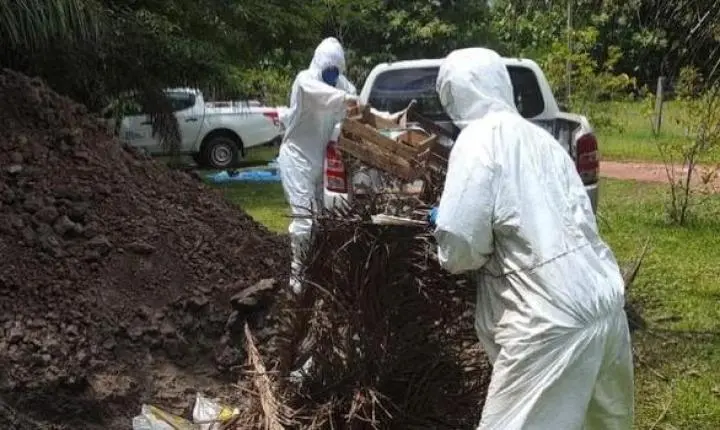 Indea encerra ações de combate ao foco de gripe aviária em Acorizal