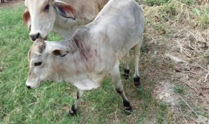 Indea identifica dois casos de raiva bovina em Tangará da Serra