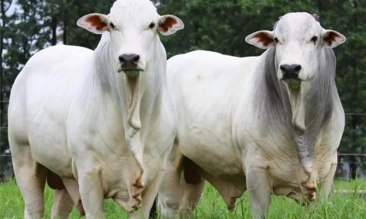 Indicador de escala de abates em Mato Grosso apresenta queda em 2025