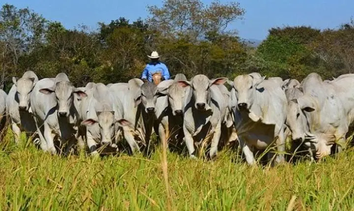 Intenções de confinamento em Mato Grosso recuam 31,88% ante 2022