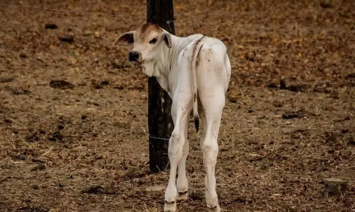 Intenso abate de fêmeas pode ameaçar oferta de bezerros em MT