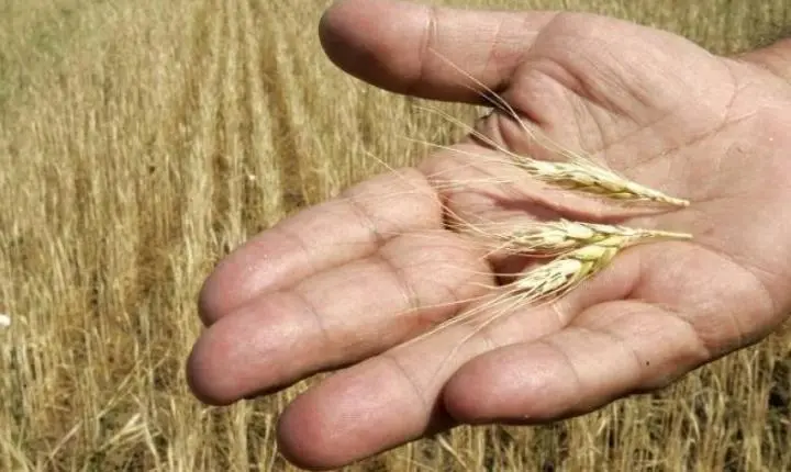 Invasão faz preço de grãos disparar e terá consequências sobre a inflação