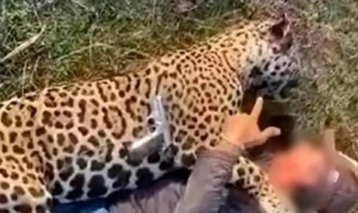 Justiça determina fiança de R$ 500 mil e manda soltar fazendeiro que aparece em vídeo abraçado com onça morta a tiros em MT