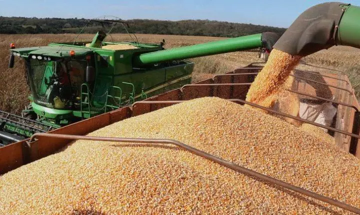 Lei da Venda de Milho em Balcão beneficia produtores sem declaração de aptidão