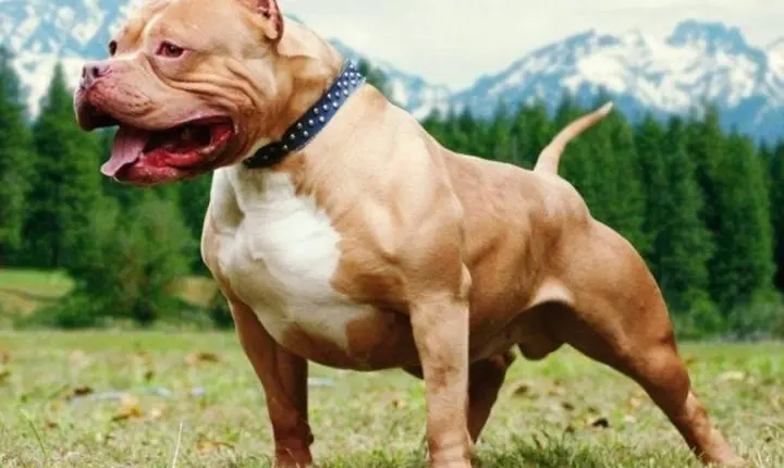 Lei que prevê multa para quem cortar caudas e orelhas e fazer outras cirurgias estéticas em animais é sancionada em MT