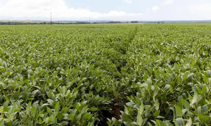 Mapa altera calendário de plantio e Mato Grosso terá que modificar norma