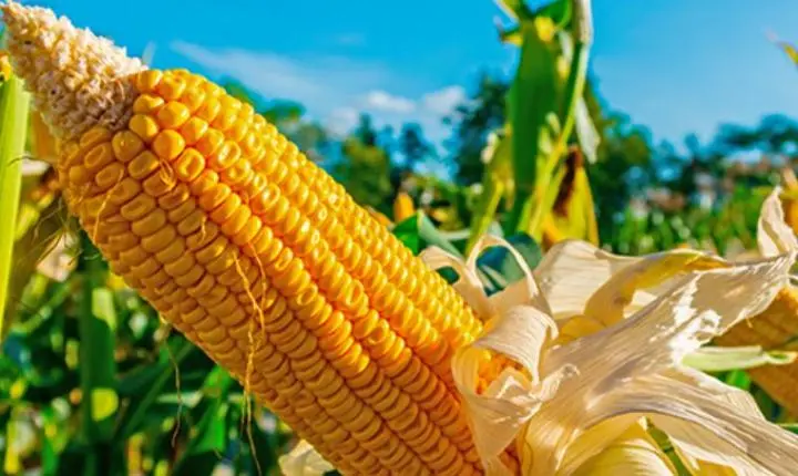 Mato Grosso comercializa quase 38% do milho 24/25