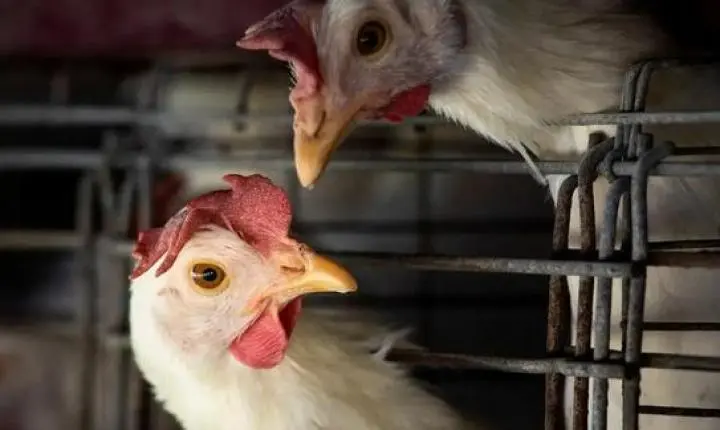Mato Grosso investiga caso suspeito de gripe aviária em Nova Brasilândia