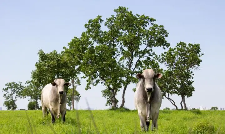 Mato Grosso lidera abate de bovinos no país e amplia participação nas exportações em 2025