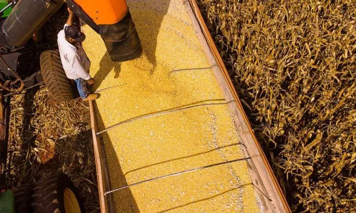 Mato Grosso lidera produção agropecuária do país com projeção de R$ 206 bilhões em 2026