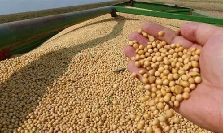 Mato Grosso lidera safra de grãos em 2022, segundo IBGE