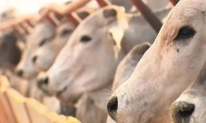 Mato Grosso: machos representaram 53,35% dos abates de bovinos em julho