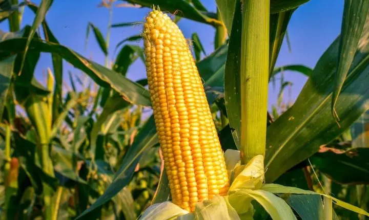 Mato Grosso produz mais milho que a sua capacidade de armazenagem