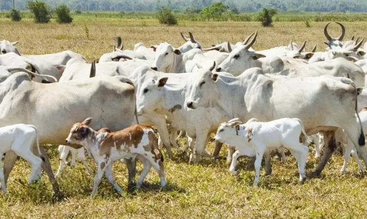 Mato Grosso registra rebanho bovino de 34,4 milhões de animais