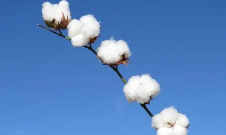 Mato Grosso semeia quase 68% da área de algodão