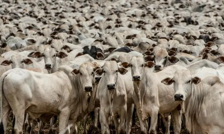 Mato Grosso será reconhecido internacionalmente com certificação inédita de zona livre da febre aftosa sem vacinação