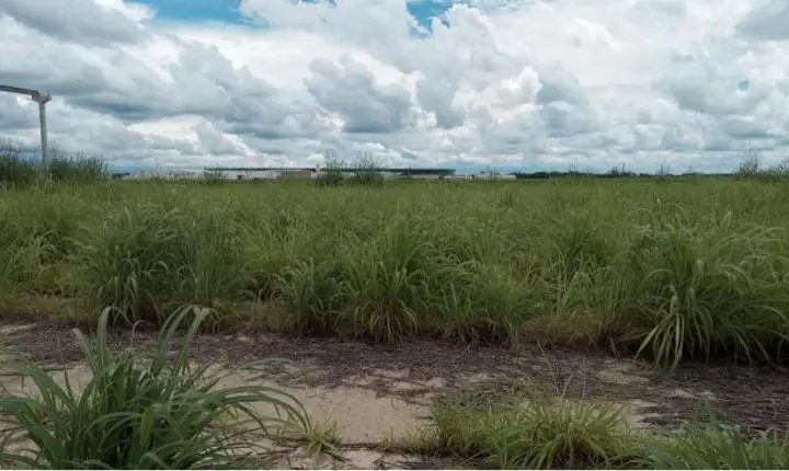 Meio Ambiente: Secretaria reforça fiscalização e notifica proprietários de terrenos onde há acúmulo de lixo