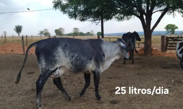 Melhoramento Genético impulsiona produção de leite em propriedades da agricultura familiar em MT