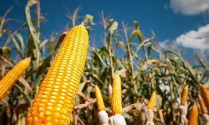 Milho começa a ser colhido, mas falta de chuva preocupa produtores