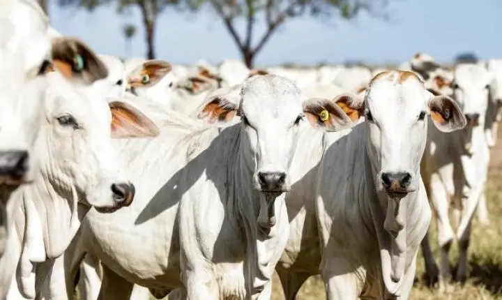 Ministério proíbe estoque, venda e uso de vacinas contra febre aftosa em MT