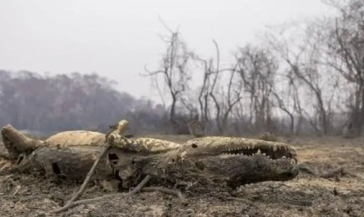 MP abre processo contra fazenda acusada por incêndios no Pantanal e cobra indenização de R$ 8,9 milhões