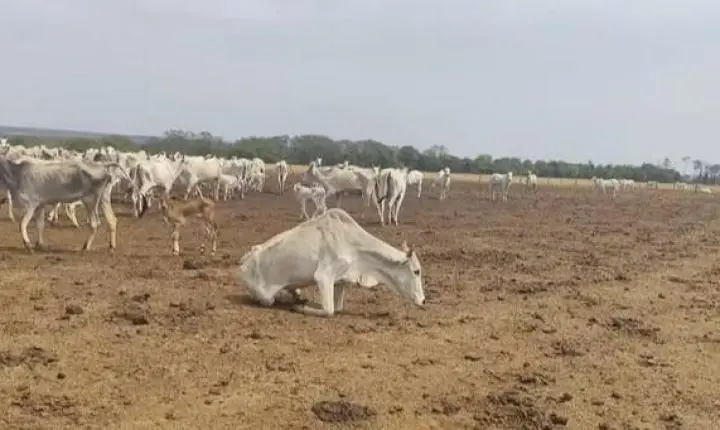MP aciona fazendeiro por maus-tratos a 2 mil cabeças de gado em MT
