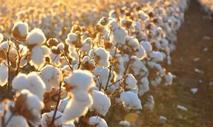 MT chega no fim do vazio sanitário do algodão e plantio de nova safra é autorizado