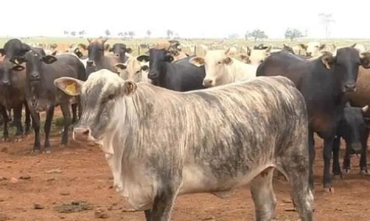 MT: custo elevado e margem apertada leva pecuarista a repensar sistemas de produção