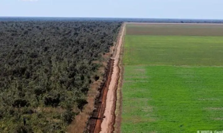 MT desmata 170 mil hectares ilegalmente em menos de um ano, aponta estudo