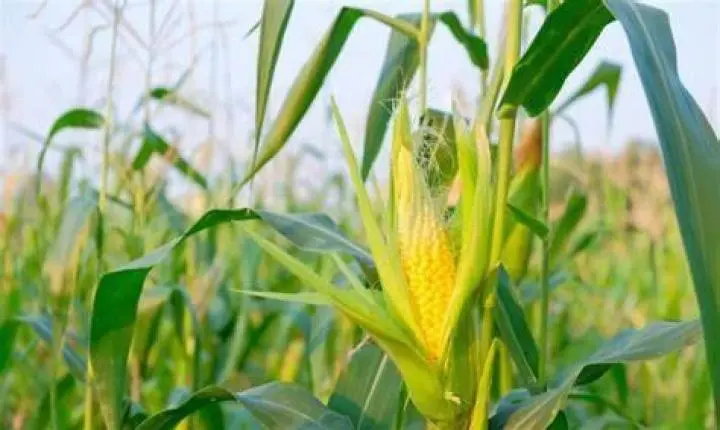 MT deve colher mais de 40 milhões de toneladas de milho nesta safra, diz Imea