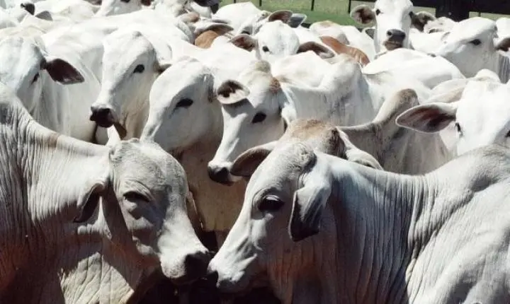 MT é o primeiro estado no ranking de produção agropecuária do país, diz Ministério da Agricultura