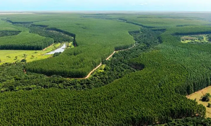 MT faz parceria com a ONU por produzir e manter florestas intactas
