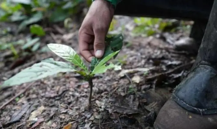 MT faz parte de estudo de regeneração natural assistida para acelerar a restauração de florestas