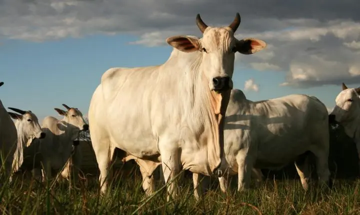 MT lidera exportações de carne bovina no país