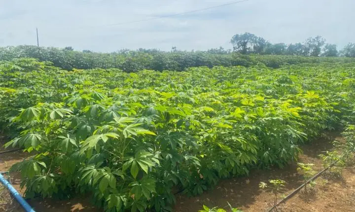 MT Produtivo recebe 105 propostas para fortalecer a agricultura familiar