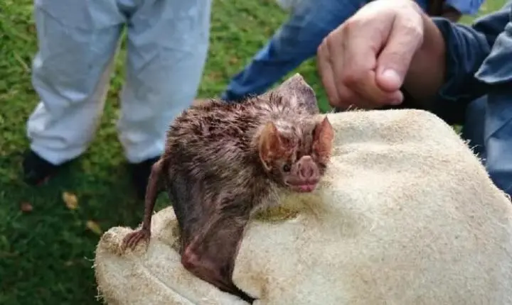 MT registra 3 focos de raiva animal em menos um mês, diz Indea