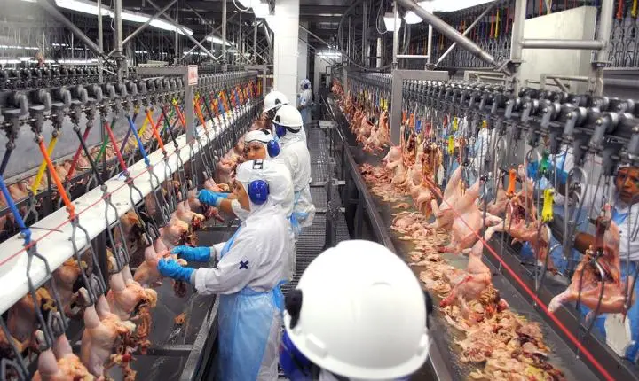 MT registra aumento de 130% nas exportações de carne de frango