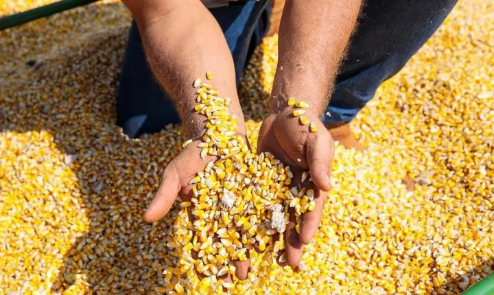 Número de consumidores de carne e grãos produzidos em MT mais que dobra em 9 anos