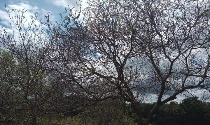 Nuvem de gafanhotos invade lavoura de milho e destrói plantação no Distrito de Alto Coité