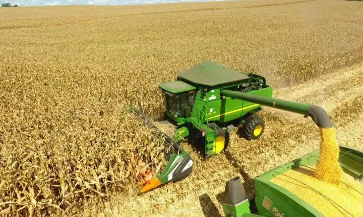 Oferta de milho em Mato Grosso será menor na safra 25/26; veja os números