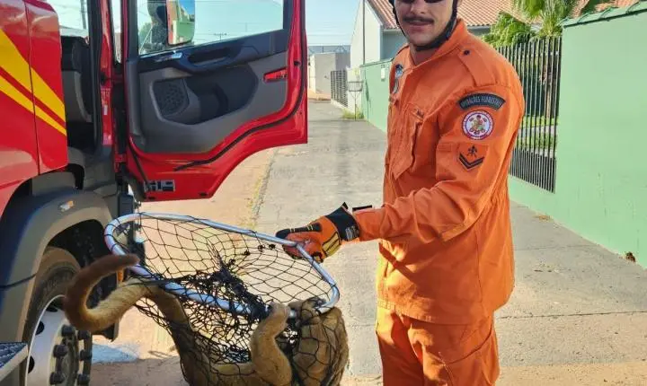 Paranatinga; Bombeiros Militares realizam captura e soltura de Jupará
