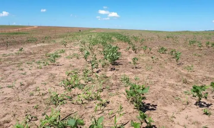 Período de vazio sanitário da soja começa neste domingo (8) em Mato Grosso